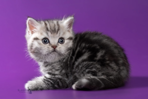 Photo №3. Scottish kittens - silver marble girl. Belarus