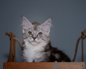 Photo №1. maine coon - for sale in the city of Москва | negotiated | Announcement № 9824