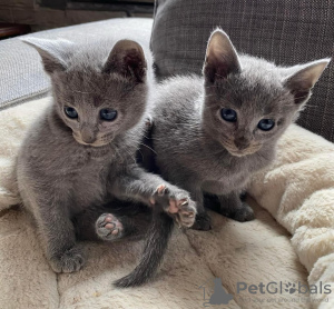 Photo №1. russian blue - for sale in the city of Bern | negotiated | Announcement № 122086