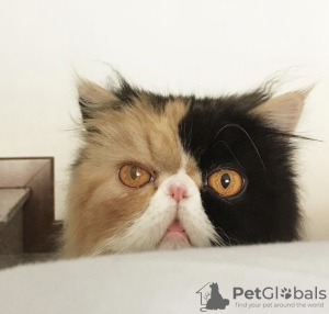 Photo №4. I will sell persian cat in the city of Indianapolis.  - price - 300$