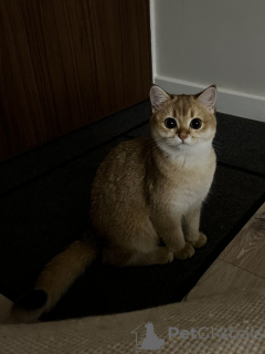 Photo №4. I will sell british shorthair in the city of Warsaw. breeder - price - negotiated