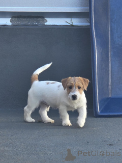 Photo №4. I will sell jack russell terrier in the city of Berlin. private announcement, breeder - price - negotiated