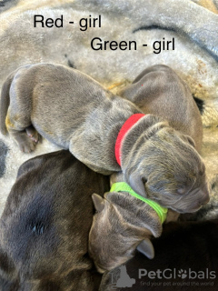 Photo №2 to announcement № 103365 for the sale of cane corso - buy in United States private announcement