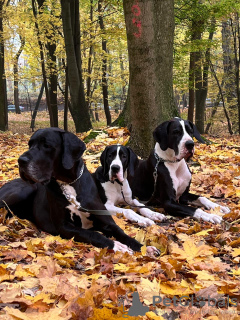 Photo №4. I will sell great dane in the city of Bishkek. from nursery - price - negotiated