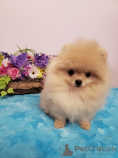 Photo №4. I will sell pomeranian in the city of Krivoy Rog. private announcement - price - 1000$