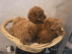 Additional photos: Adorable Poodle (Toy) puppies Available - Ready for Their Forever Homes!