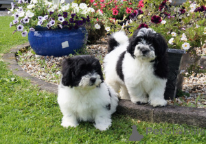 Photo №1. yorkshire terrier - for sale in the city of Canterbury | negotiated | Announcement № 47607