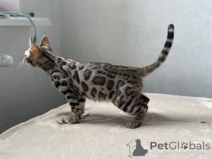 Photo №3. Gorgeous Bengal boy for breeding. United States