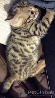 Photo №2 to announcement № 80357 for the sale of bengal cat - buy in Germany private announcement