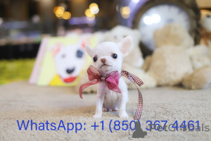 Photo №1. chihuahua - for sale in the city of Atlanta | negotiated | Announcement № 153557