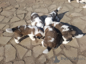 Photo №2 to announcement № 158981 for the sale of st. bernard - buy in Latvia private announcement, breeder