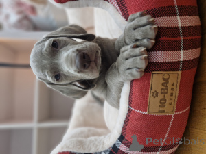 Photo №2 to announcement № 149585 for the sale of weimaraner - buy in Kazakhstan breeder