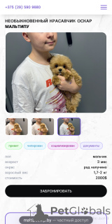 Photo №2 to announcement № 160086 for the sale of maltipu - buy in Belarus from nursery
