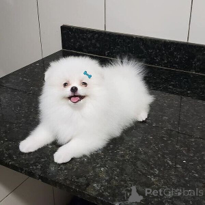Photo №2 to announcement № 169907 for the sale of pomeranian - buy in Austria 