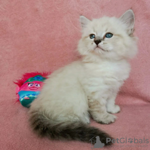 Photo №1. siberian cat - for sale in the city of Helsingby | 317$ | Announcement № 72821