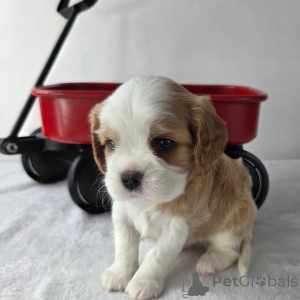 Photo №1. cavalier king charles spaniel - for sale in the city of ALAVUS | negotiated | Announcement № 157333