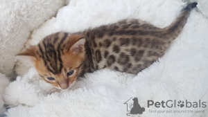 Photo №1. bengal cat - for sale in the city of Berlin | 300$ | Announcement № 111967