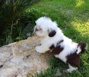 Photo №2 to announcement № 142822 for the sale of shih tzu - buy in Germany private announcement