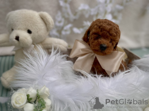 Photo №1. poodle (toy) - for sale in the city of Sremska Mitrovica | negotiated | Announcement № 94581