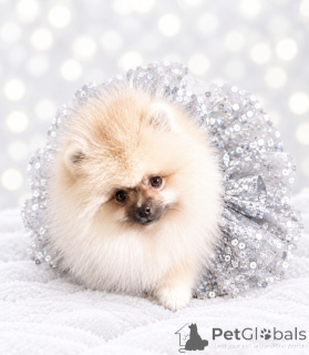 Photo №2 to announcement № 177588 for the sale of pomeranian - buy in Ukraine from nursery, breeder