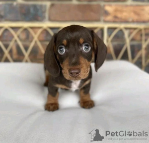 Photo №3. Lovely Dachshund puppies for sale now. Germany