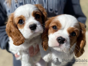 Photo №1. cavalier king charles spaniel - for sale in the city of Кьяссо | negotiated | Announcement № 17325