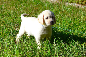 Photo №2 to announcement № 4447 for the sale of labrador retriever - buy in Ukraine private announcement, from nursery, breeder