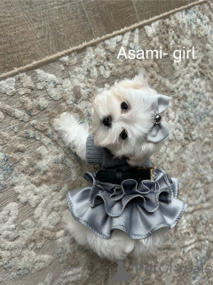 Photo №1. maltese dog - for sale in the city of Katowice | 2635$ | Announcement № 135523