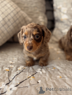 Photo №2 to announcement № 176443 for the sale of dachshund - buy in Czech Republic breeder
