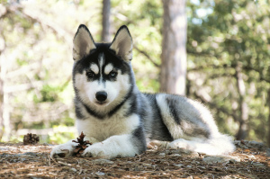 Photo №1. siberian husky - for sale in the city of Yalta | negotiated | Announcement № 3250