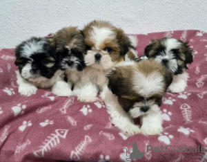 Photo №1. shih tzu - for sale in the city of Berlin | 275$ | Announcement № 101214