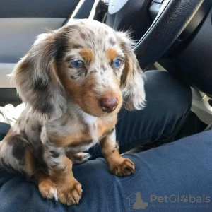 Photo №1. dachshund - for sale in the city of Linz | negotiated | Announcement № 132013