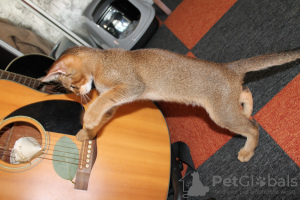 Additional photos: Chausie - Abyssinian