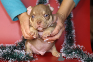 Additional photos: American bully