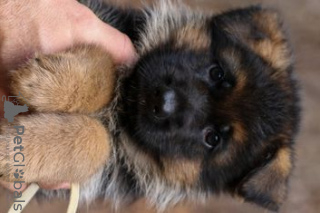 Photo №1. german shepherd - for sale in the city of Гамбург | Is free | Announcement № 95701