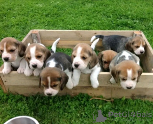 Photo №1. beagle - for sale in the city of Bátonyterenye | 475$ | Announcement № 123041