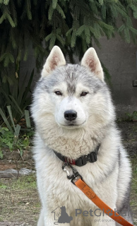 Photo №4. I will sell siberian husky in the city of Kiev. from nursery, breeder - price - 1000$