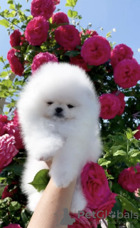 Photo №1. pomeranian - for sale in the city of Москва | negotiated | Announcement № 52908