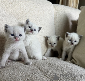 Photo №1. siamese cat - for sale in the city of Kilburg | 361$ | Announcement № 174544