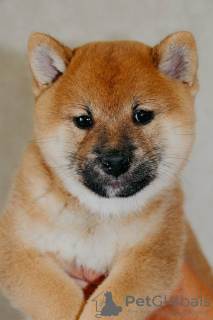 Additional photos: Shiba Inu puppies with RKF pedigree