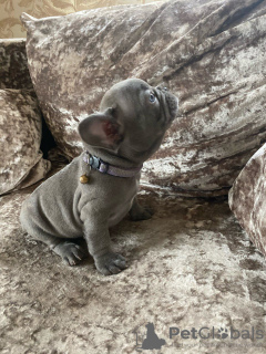 Photo №1. french bulldog - for sale in the city of Амстердам | 370$ | Announcement № 109042