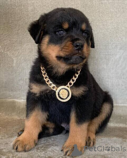 Photo №2 to announcement № 170358 for the sale of rottweiler - buy in Sweden 