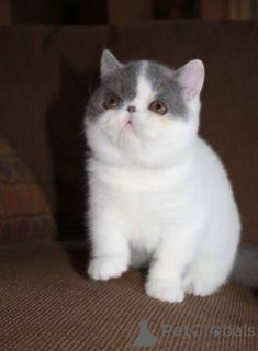 Photo №3. Chatons Exotic Shorthair disponibles à la vente.. Belgium