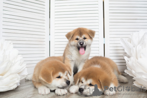 Photo №1. akita - for sale in the city of Инта | 565$ | Announcement № 7185