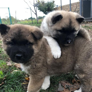 Photo №1. akita - for sale in the city of Ljubljana | negotiated | Announcement № 119900