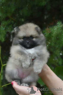 Photo №4. I will sell non-pedigree dogs in the city of Minsk. breeder - price - 254$