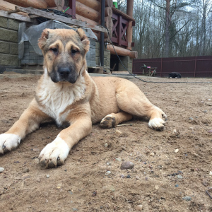 Photo №3. Central Asian Shepherd Puppies. Belarus