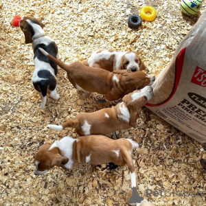 Photo №1. basset hound - for sale in the city of Bayerisch Eisenstein | negotiated | Announcement № 167557