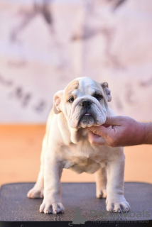 Photo №1. english bulldog - for sale in the city of Ljig | negotiated | Announcement № 76019