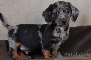 Photo №4. I will sell dachshund in the city of Tarrytown. breeder - price - 941$